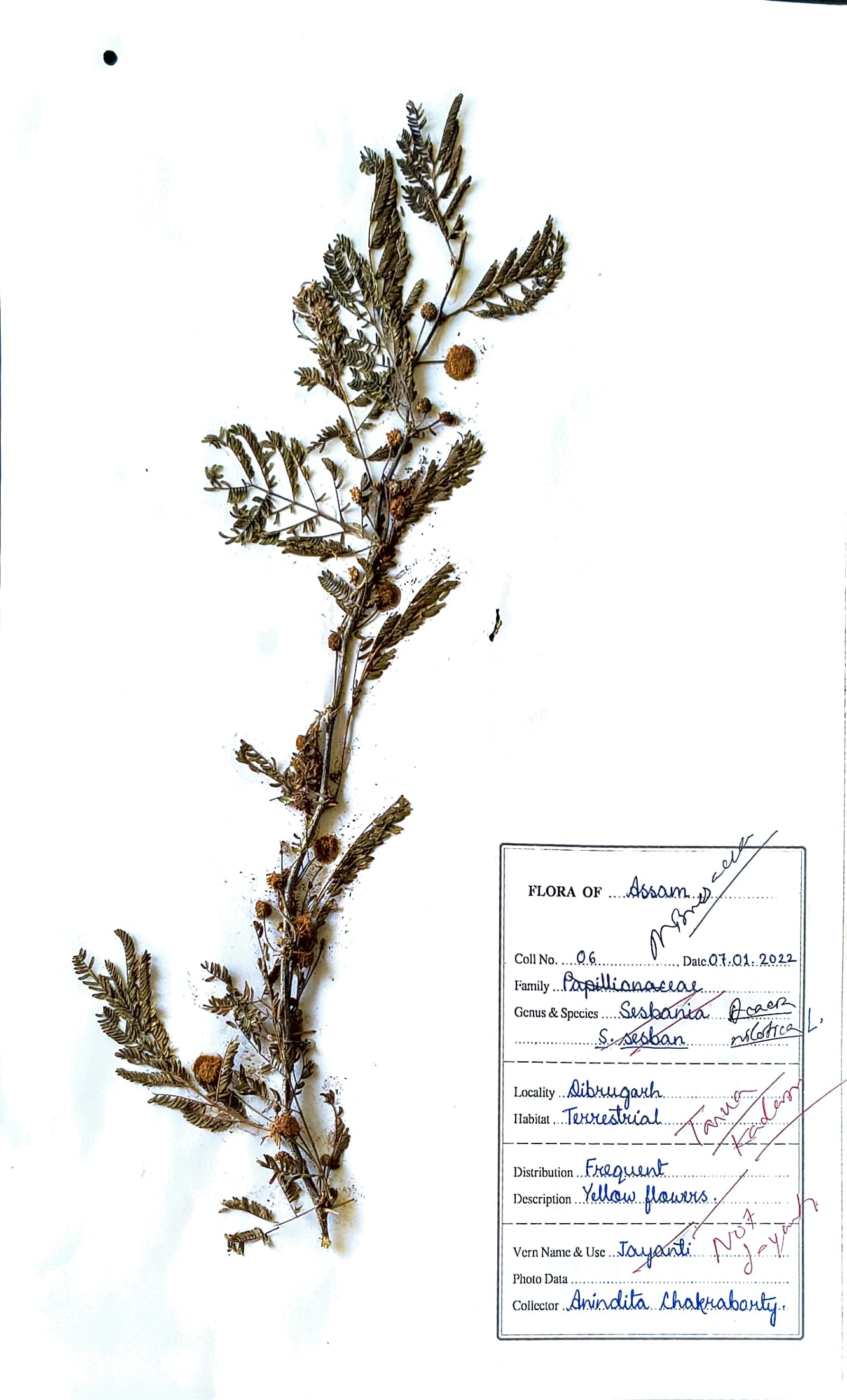 Babool (Ass.) (Herbarium)